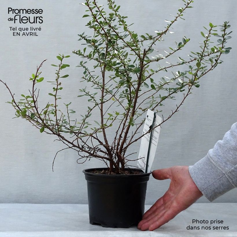 Example of Escallonia Donard Seedling  Pot de 1L/1,5L as you get in printemps