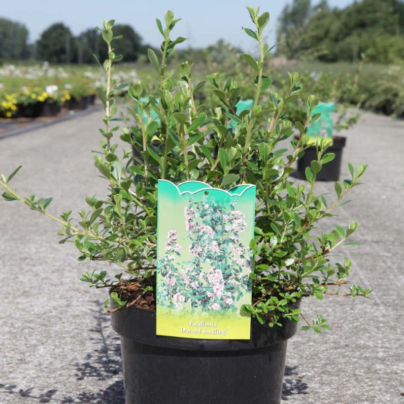 Escallonia Donard Seedling  (Plant habit)