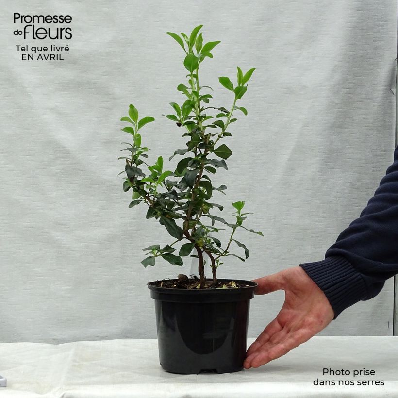 Example of Escallonia Iveyi Pot de 2L/3L as you get in printemps