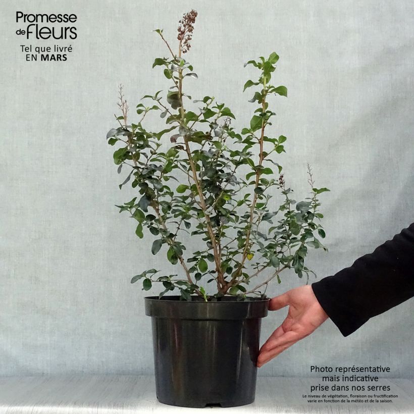 Example of Escallonia Iveyi Pot de 7,5L/10L as you get in printemps