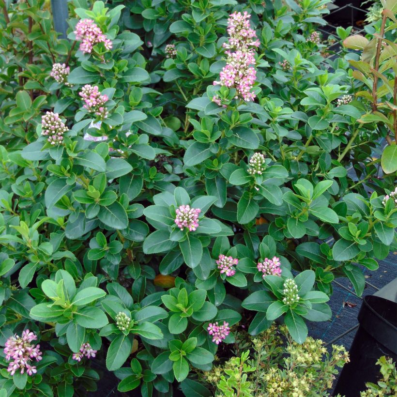 Escallonia Pink Elle (Plant habit)