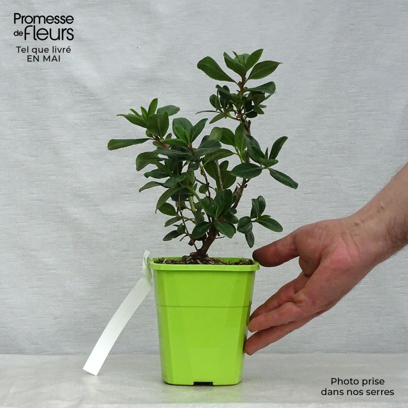 Example of Escallonia Pink Elle Pot de 1L/1,5L as you get in printemps