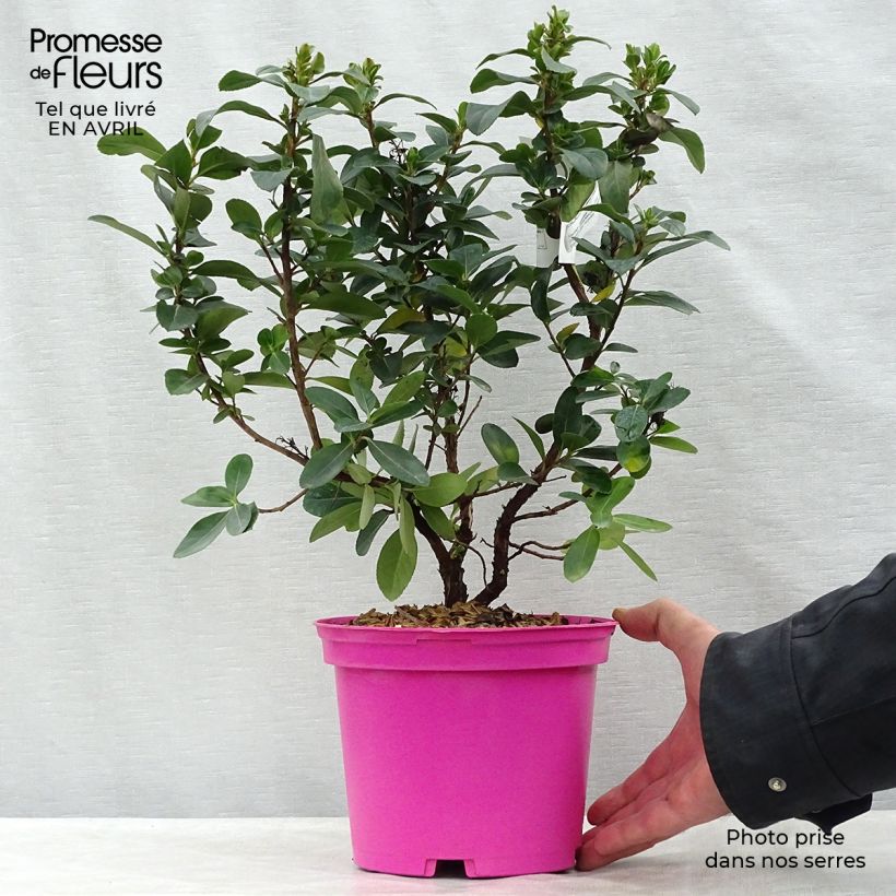Example of Escallonia Pink Elle Pot de 2L/3L as you get in printemps