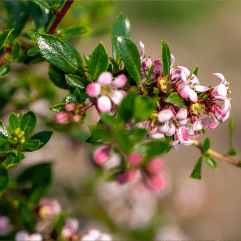 Escallonia Pinky Carpet (Flowering)