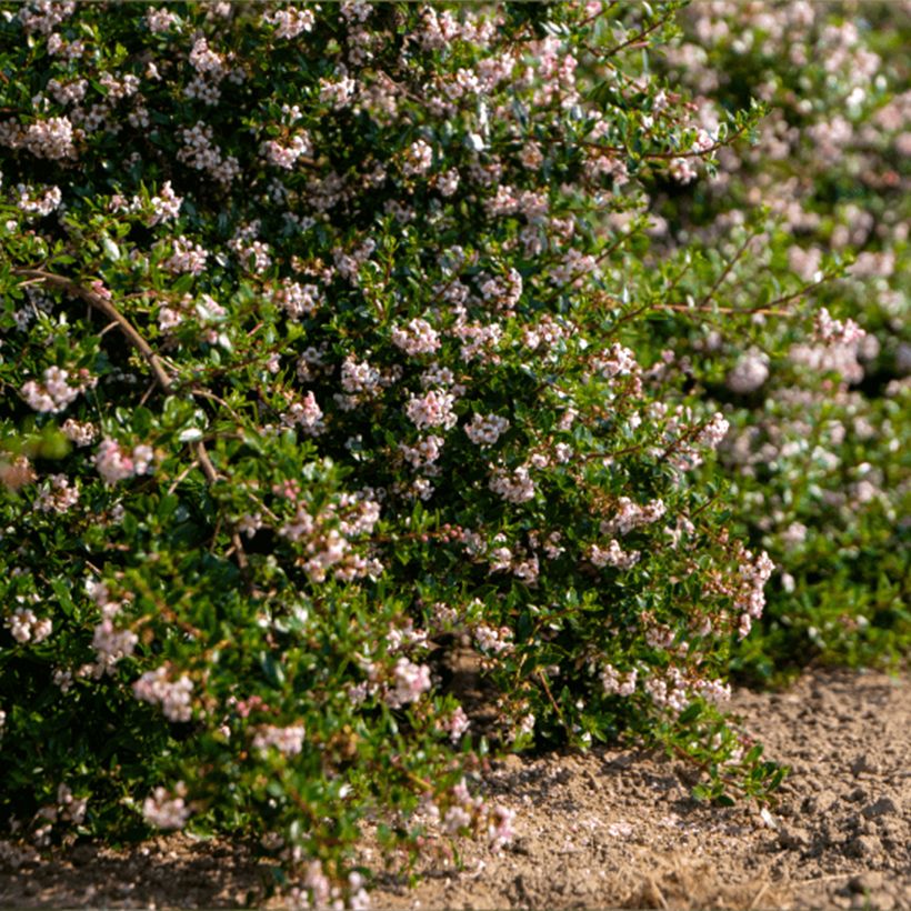 Escallonia Pinky Carpet (Plant habit)