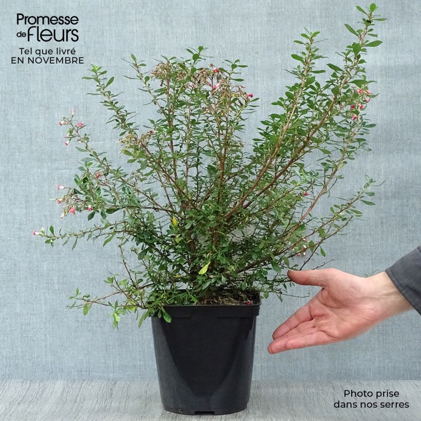Spécimen de Escallonia Red Carpet Pot de 3L/4L tel que livré en automne