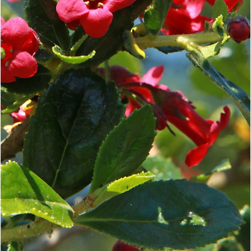 Escallonia compacta Coccinea (Foliage)