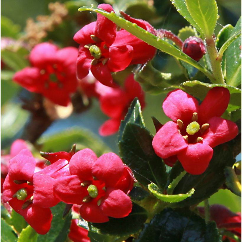 Escallonia compacta Coccinea (Flowering)