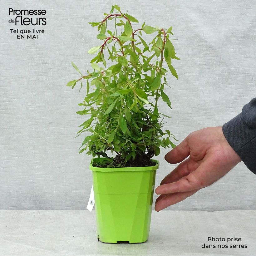 Example of Escallonia hybride Golden Carpet Pot de 1L/1,5L as you get in printemps