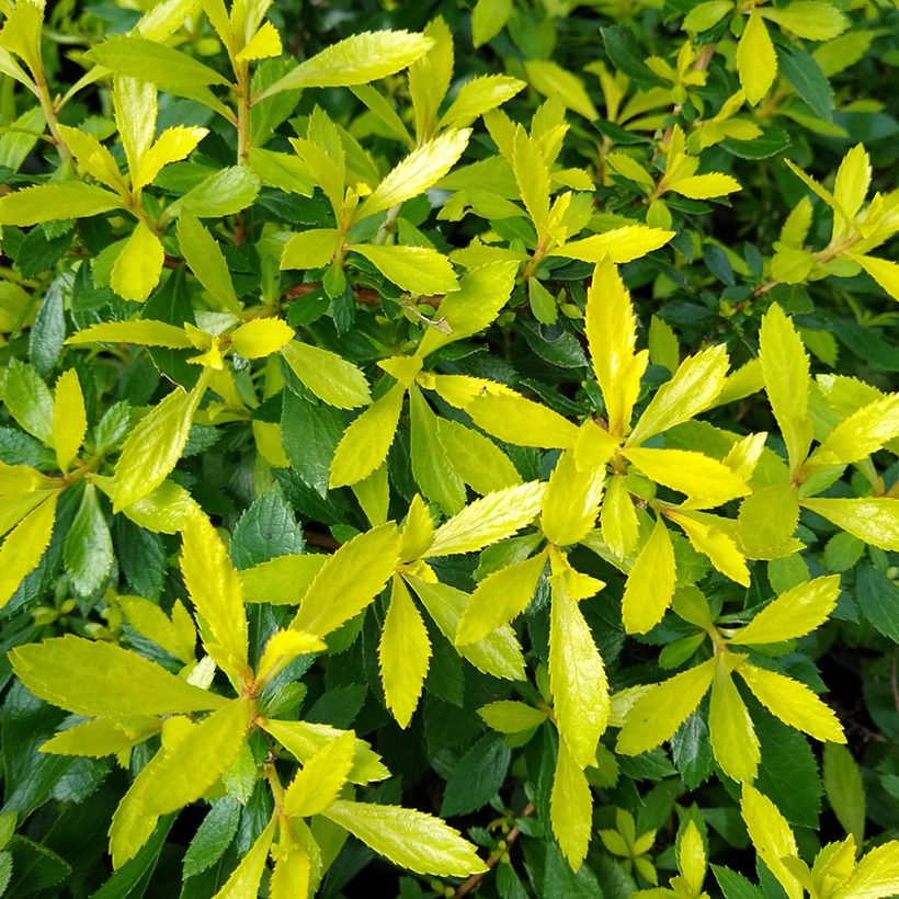 Escallonia hybride Golden Carpet (Foliage)
