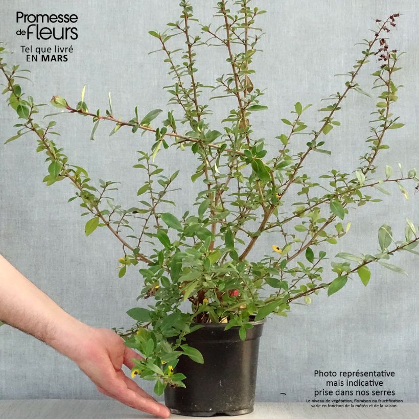 Example of Escallonia rubra Crimson Spire Pot de 2L/3L as you get in printemps