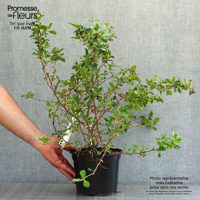 Spécimen de Escallonia rubra macrantha Pot de 3L/4L tel que livré en été