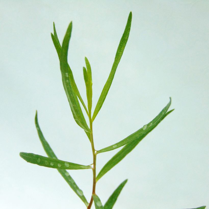 Estragon vrai - Artemisia dracunculus (Foliage)