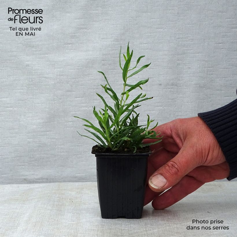 Example of Estragon vrai - Artemisia dracunculus Godet de 7/8 cm as you get in printemps
