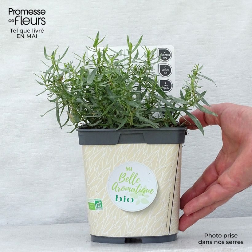 Example of Estragon vrai en plant BIO Pot de 1L/1,5L as you get in printemps
