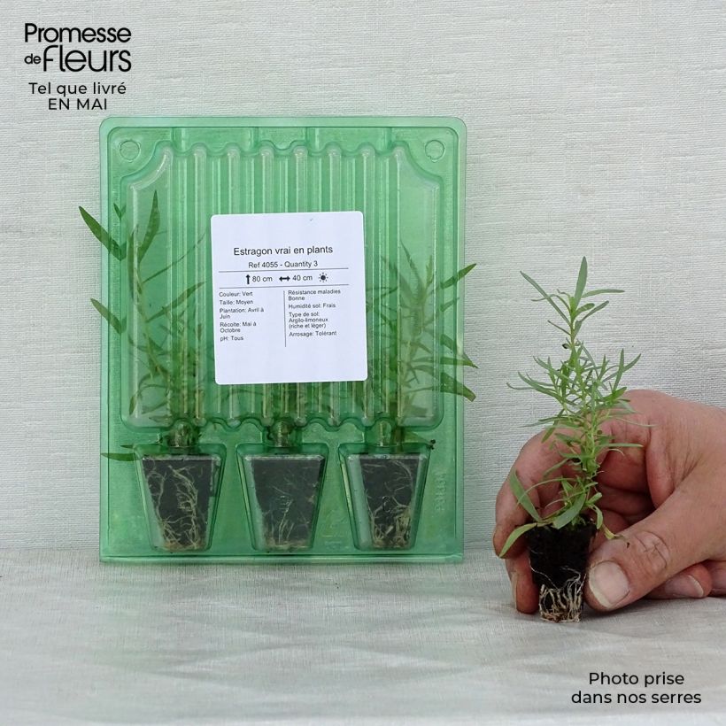 Spécimen de Estragon vrai en plants Mini-motte Ø 3/4 cm, LIvré en hauteur de 5 à 10 cm tel que livré au printemps