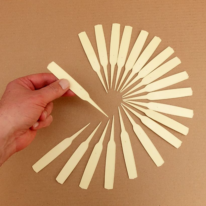 Example of Etiquette étroite à planter ivoire Boîte Dimensions : 14 x 1,8 cm as you get