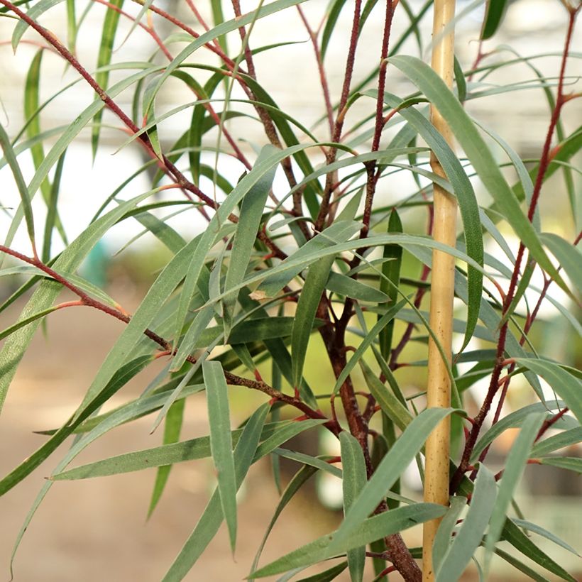 Eucalyptus approximans - Mallee de Barren Mountain (Foliage)