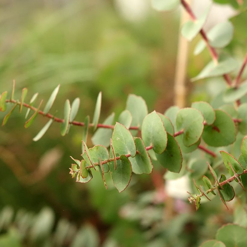 Eucalyptus bridgesiana - Gommier de Bridges (Foliage)