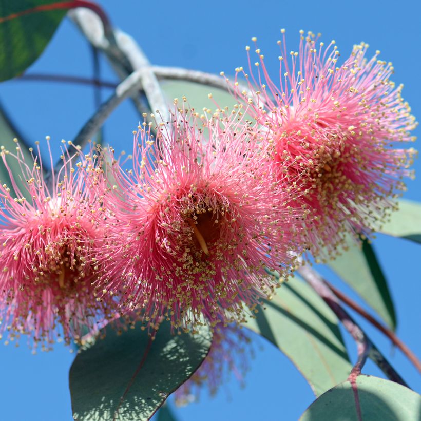 Eucalyptus caesia subsp magna - Gommier Princesse d'argent (Flowering)