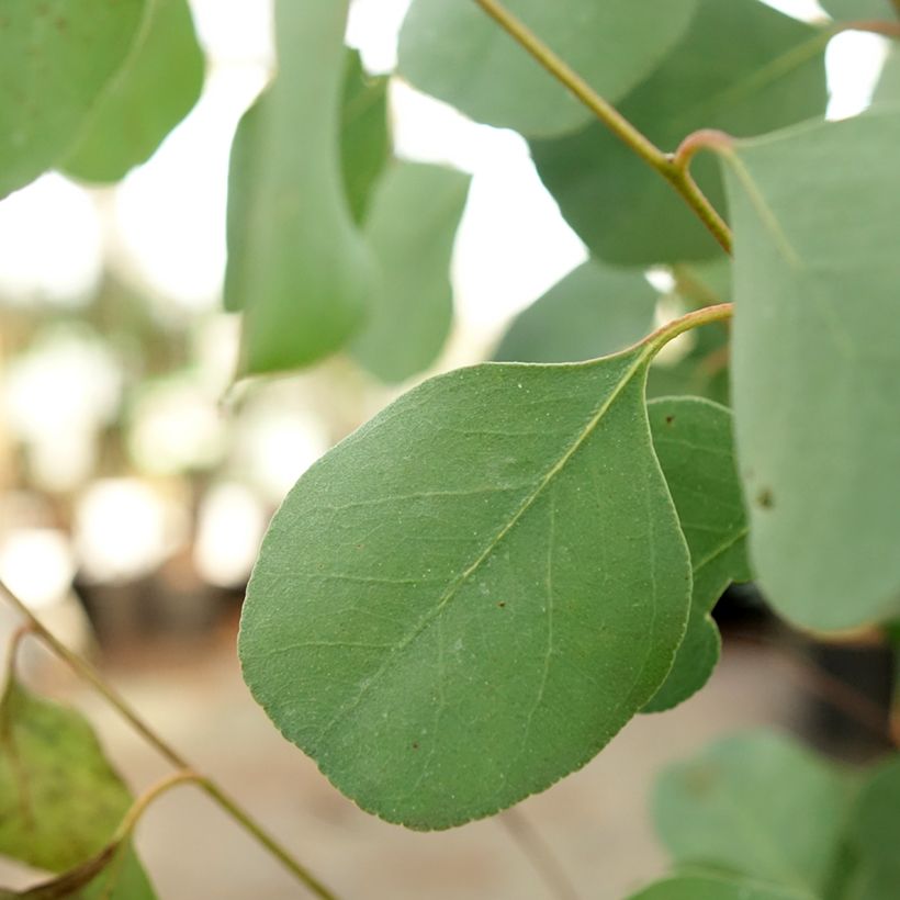 Eucalyptus camphora subsp humeana - Gommier des marais de montagne (Feuillage)