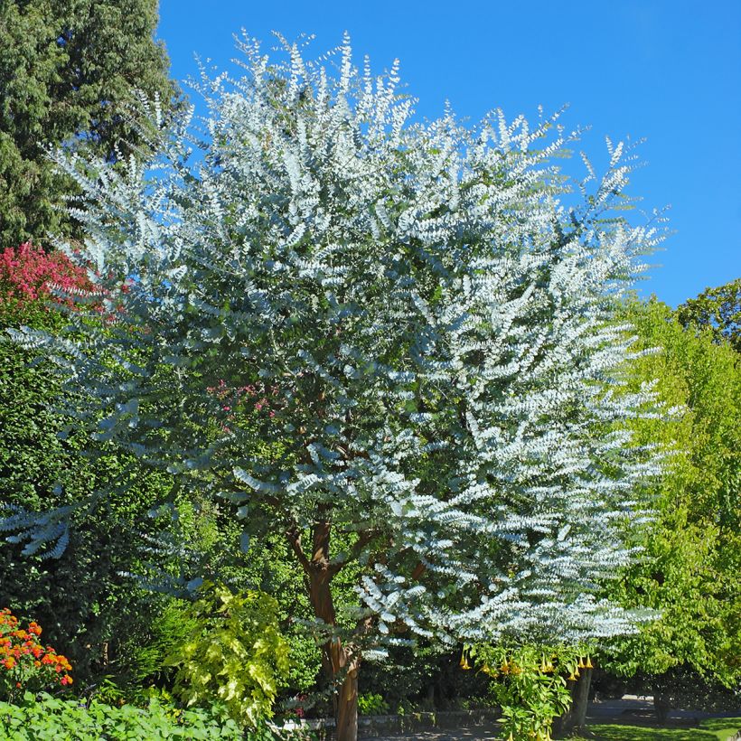 Eucalyptus cinerea - Gommier cendré  (Plant habit)