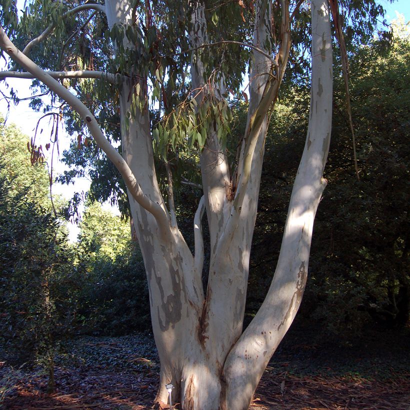 Eucalyptus dalrympleana - Gommier blanc des montagnes (Plant habit)