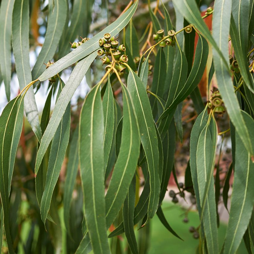 Eucalyptus dalrympleana - Gommier blanc des montagnes (Foliage)