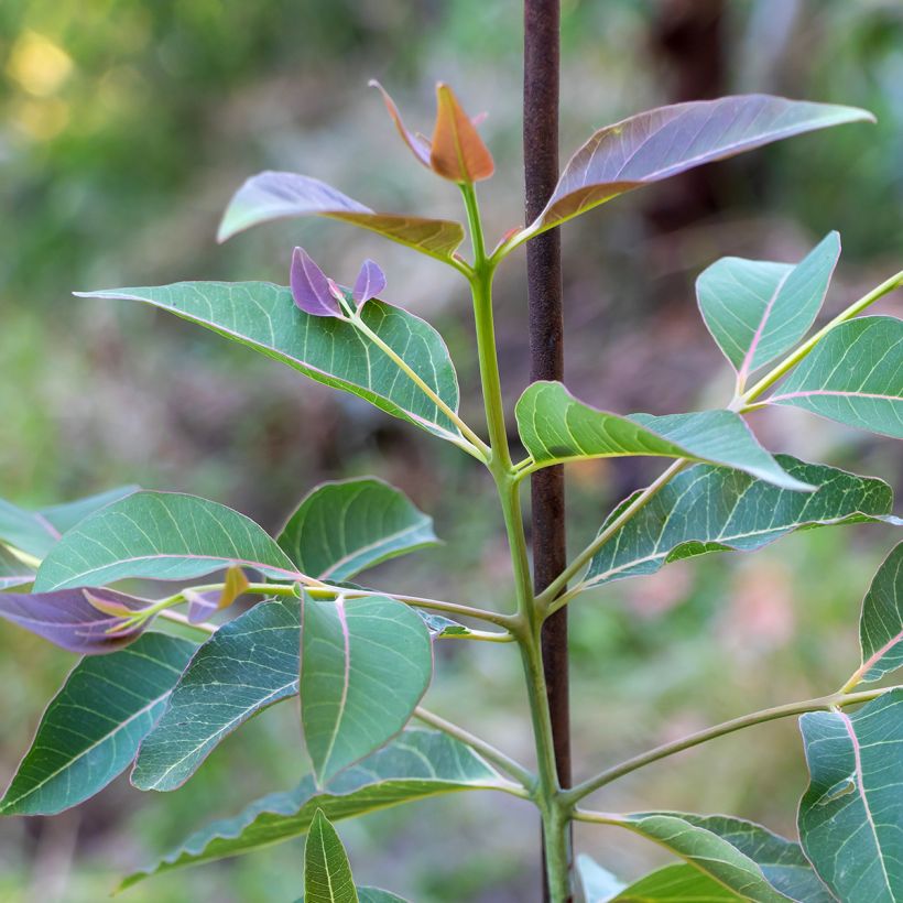 Eucalyptus deglupta - Gommier arc-en-ciel (Foliage)