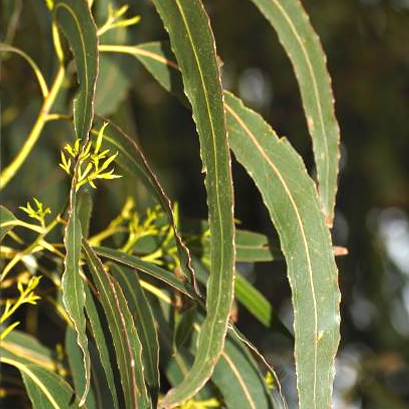 Eucalyptus denticulata - Gommier brillant d'Errinundra (Foliage)