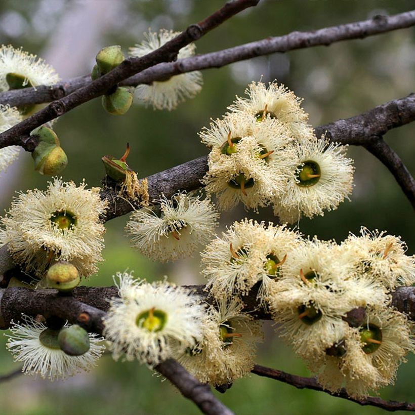Eucalyptus deuaensis - Mallée de Mongamulla (Flowering)