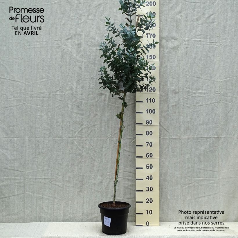 Example of Eucalyptus globulus - Eucalyptus commun ou Gommier bleu  Pot de 7,5L/10L as you get in printemps