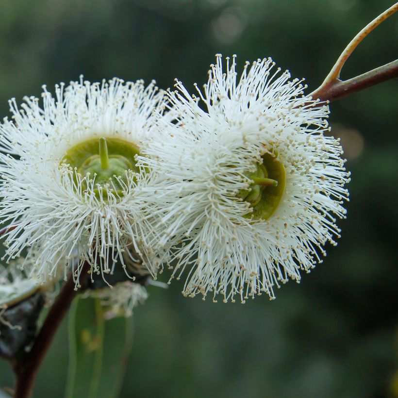 Eucalyptus globulus - Eucalyptus commun ou Gommier bleu  (Flowering)