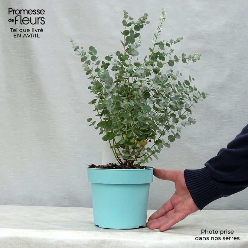 Example of Eucalyptus gunnii Azura - Gommier cidre Pot de 1,5L/2L as you get in printemps