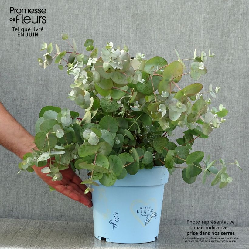 Example of Eucalyptus gunnii Blaue Liebe - Gommier cidre Pot de 6L/7L as you get in ete