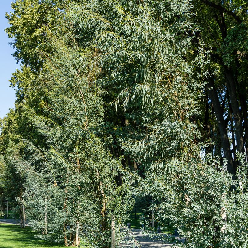 Eucalyptus gunnii - Gommier cidre (Plant habit)