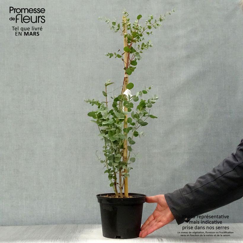 Example of Eucalyptus gunnii Silverana - Gommier cidre Pot de 1,5L/2L as you get in printemps