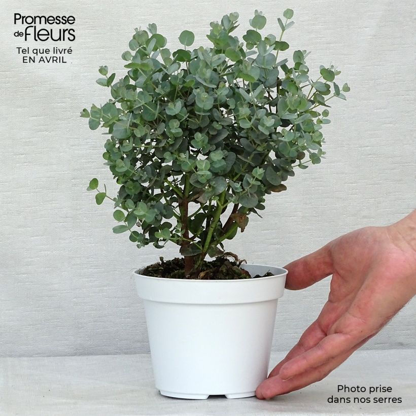 Example of Eucalyptus gunnii - Gommier cidre Pot de 1L/1,5L as you get in printemps