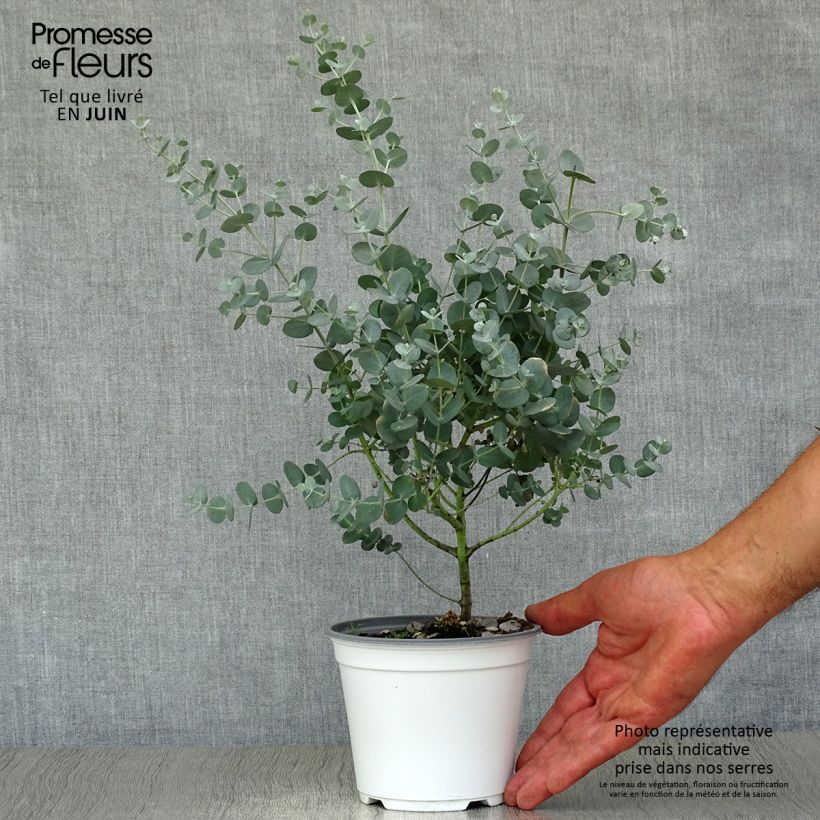 Spécimen de Eucalyptus gunnii - Gommier cidre Pot de 1L/1,5L tel que livré en été