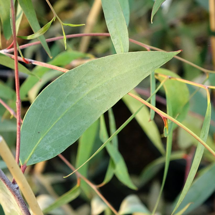 Eucalyptus lacrimans - Gommier des neiges pleureur (Foliage)