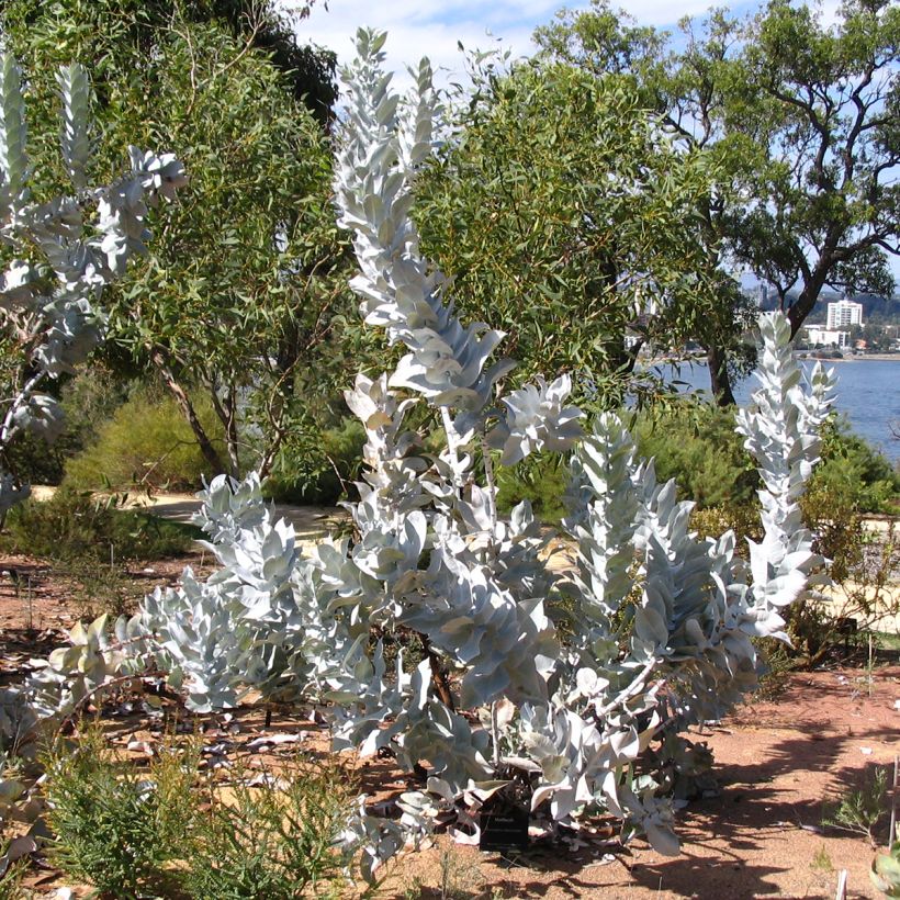 Eucalyptus macrocarpa - Mottlecah (Plant habit)