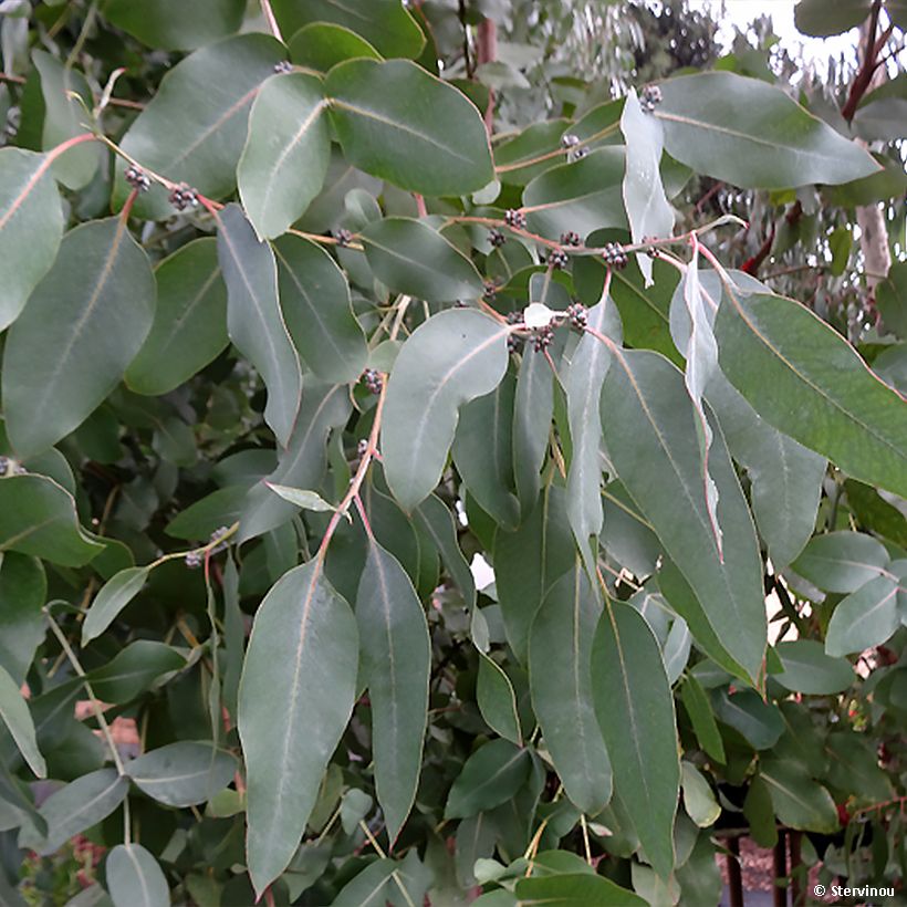 Eucalyptus neglecta - Gommier d’Omeo (Foliage)