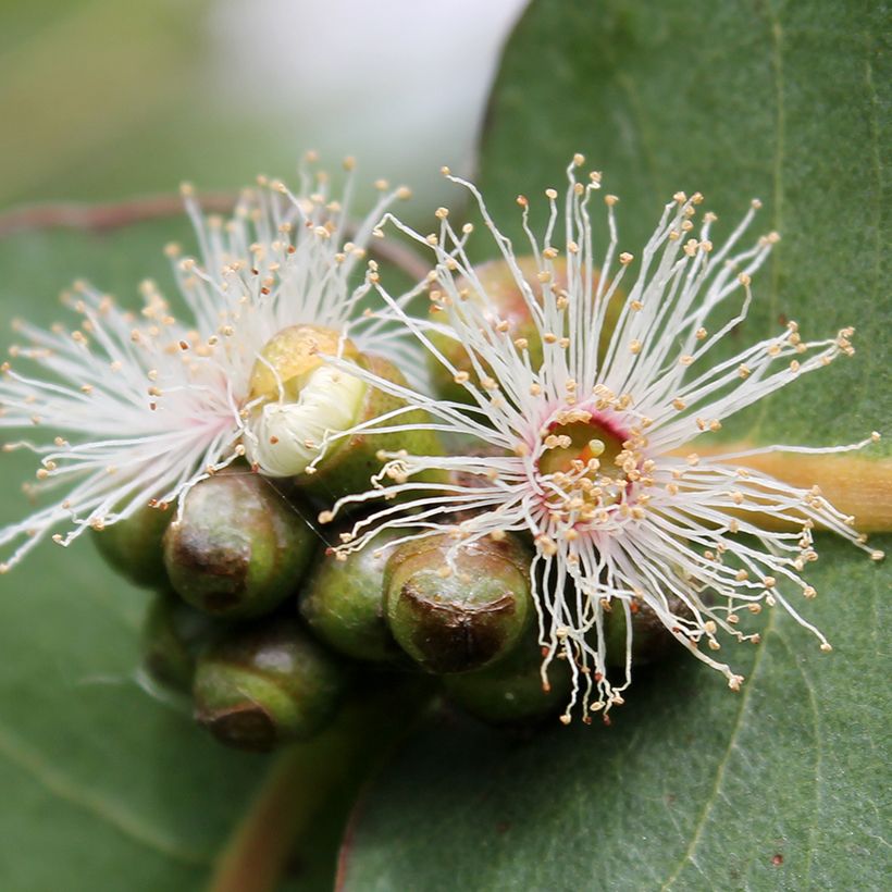 Eucalyptus neglecta - Gommier d’Omeo (Flowering)