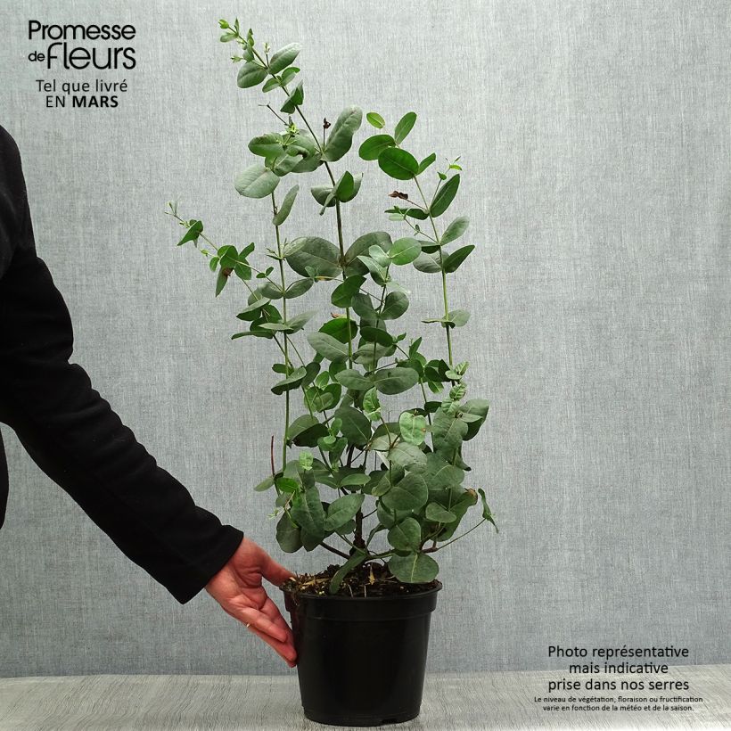 Example of Eucalyptus neglecta - Gommier d’Omeo Pot de 4L/5L as you get in printemps
