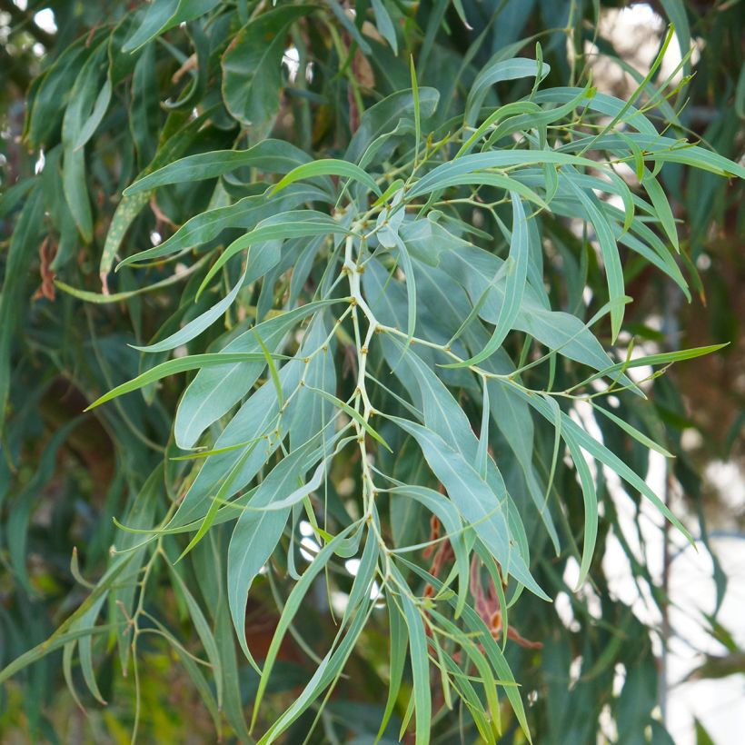Eucalyptus nicholii - Gommier menthe de Nicol (Foliage)