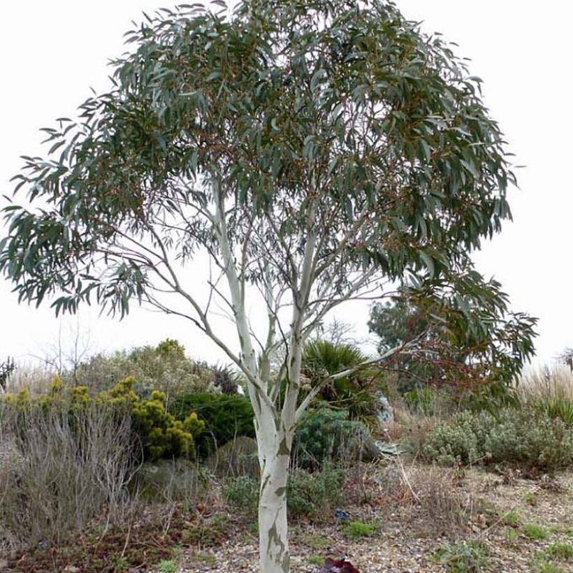 Eucalyptus niphophila - Gommier des neiges (Plant habit)
