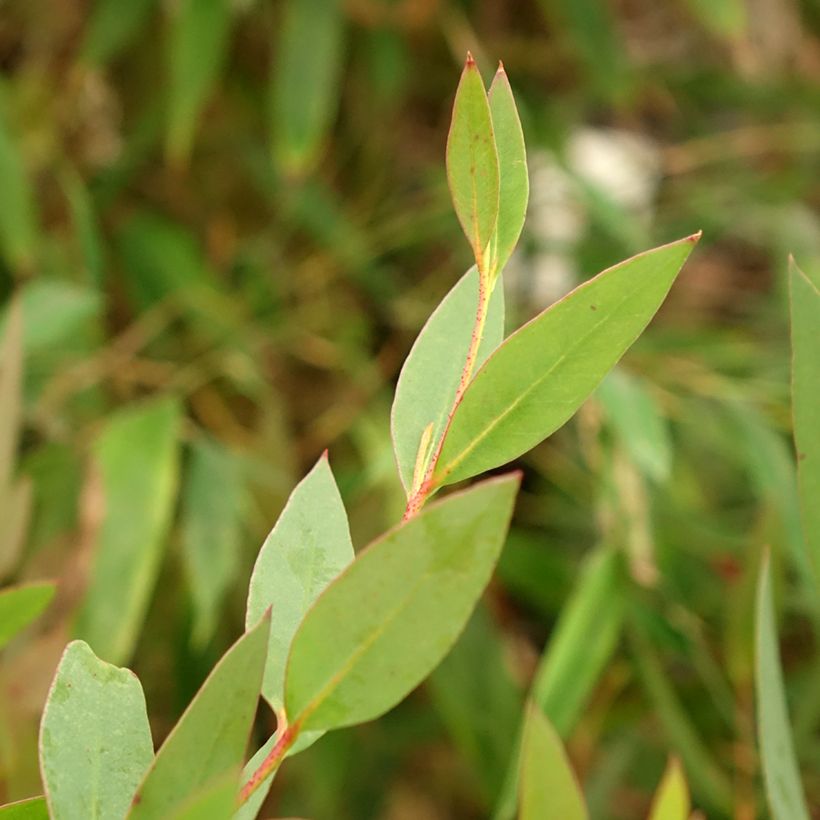 Eucalyptus nitida - Gommier menthe de Smithton (Foliage)