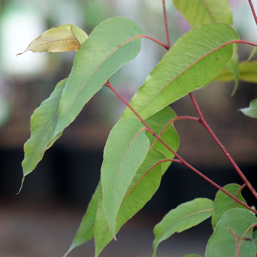 Eucalyptus obliqua - Eucalyptus géant (Foliage)