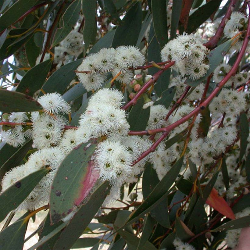 Eucalyptus parviflora - Gommier à petites feuilles (Flowering)