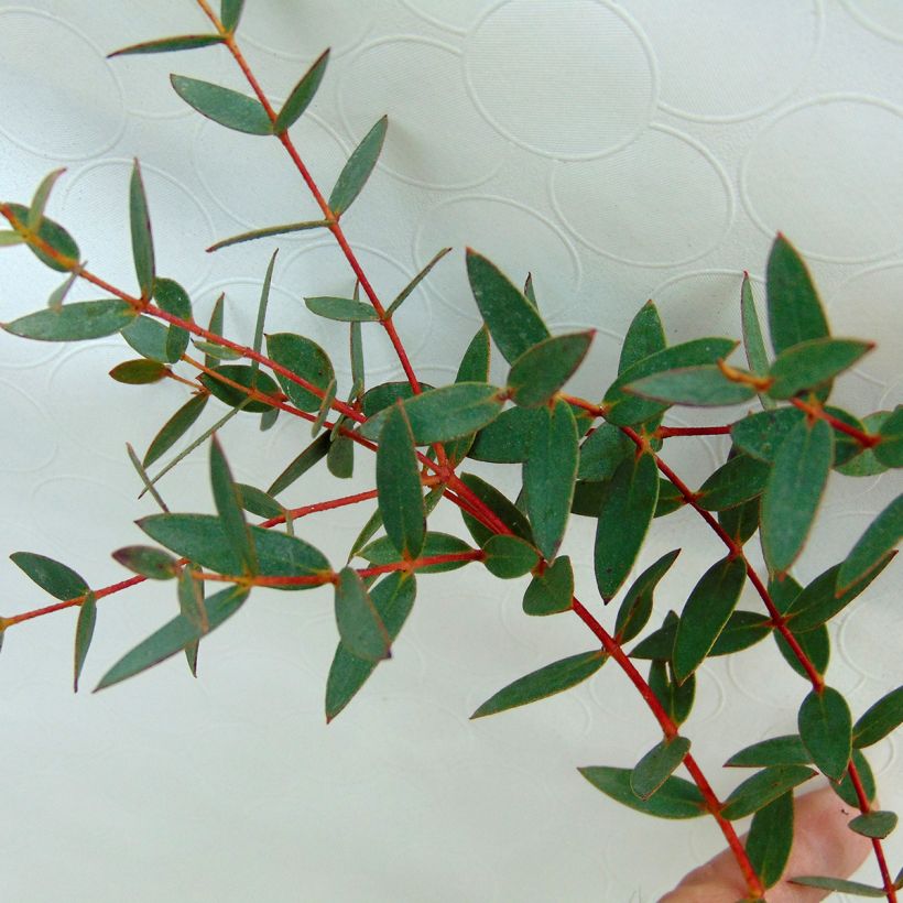 Eucalyptus parviflora - Gommier à petites feuilles (Foliage)